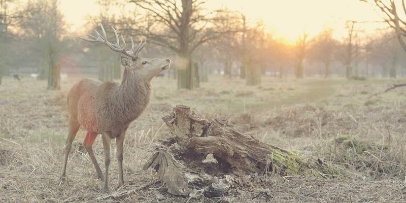  数千元差价背后的真相：揭秘电动牙刷清洁力的隐秘逻辑 家电市场