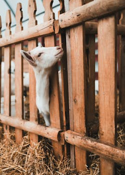  养殖困境层层显现，价格成本双向拉扯；政策信号密集释放，市场稳定路径初显。 股票财经